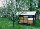 chov v�iel-beekeeping
